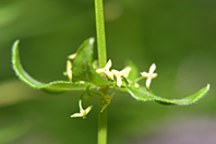 Cruciata glabra